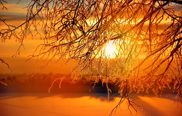 Картинка зима, иней, небо, солнце, закат, дерево