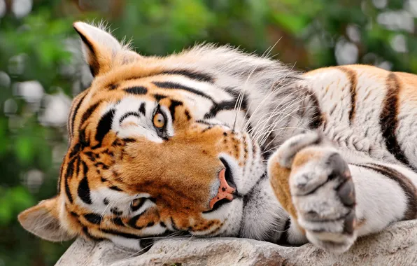 Картинка глаза, взгляд, полоски, тигр, лежит, Большая кошка, tigr