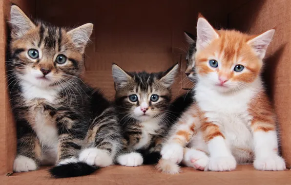 Картинка взгляд, кошки, поза, уют, котенок, фон, коробка, вместе