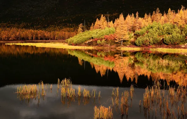 Осень, пейзаж, природа, отражение, ручей, леса, Колыма, Максим Евдокимов