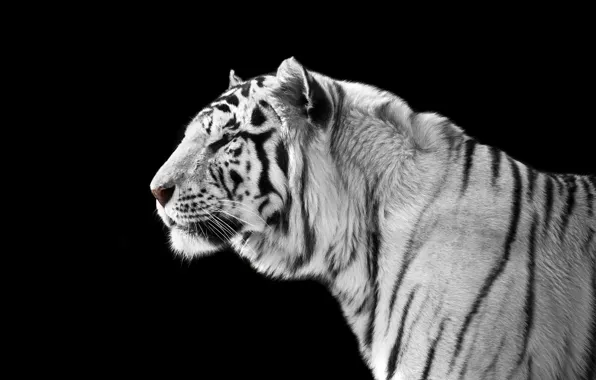 Тигр, хищник, черно-белое, черный фон, красавец