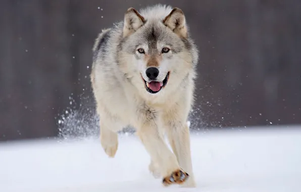 Зима, снег, волк