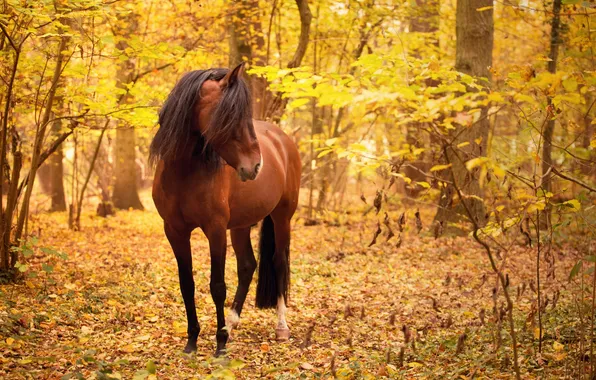 Картинка осень, природа, конь