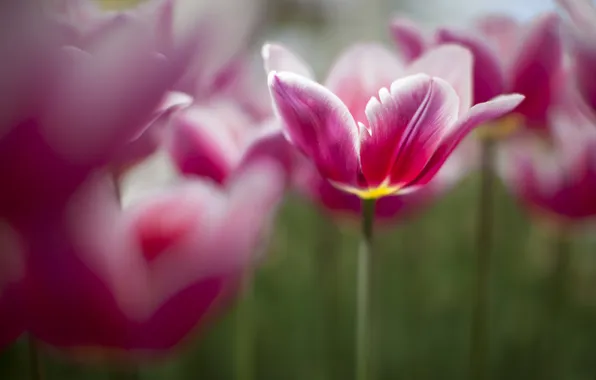 Картинка весна, тюльпаны, розовые, много
