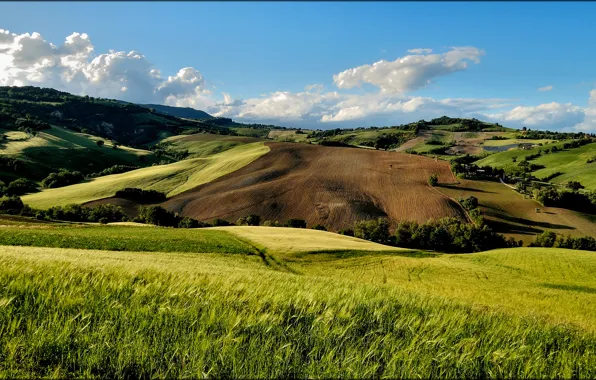 Картинка лето, деревья, холмы, поля, Italia, San Severino