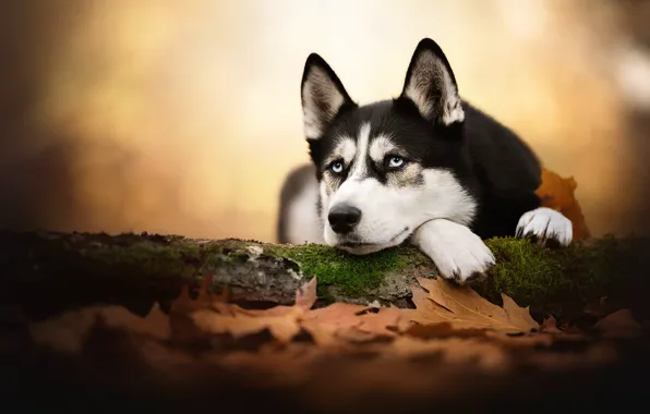 Картинка осень, взгляд, морда, листья, собака, боке, Хаски