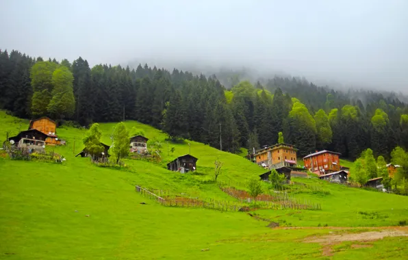 Forest, village, Turkey, plateau, Rize