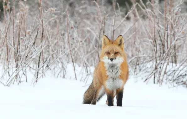 Картинка зима, снег, ветки, природа, лиса