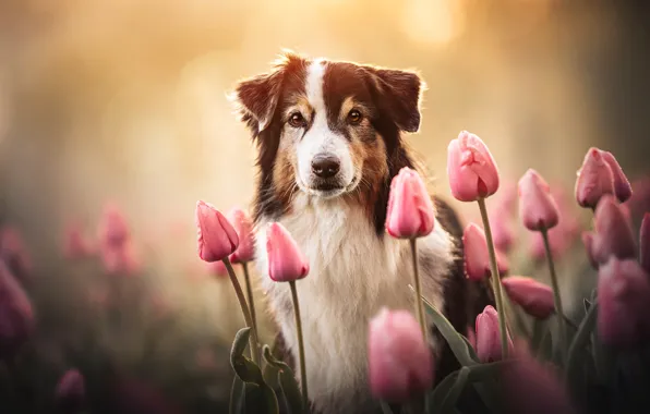 Картинка взгляд, морда, цветы, собака, тюльпаны, Австралийская овчарка, Аусси