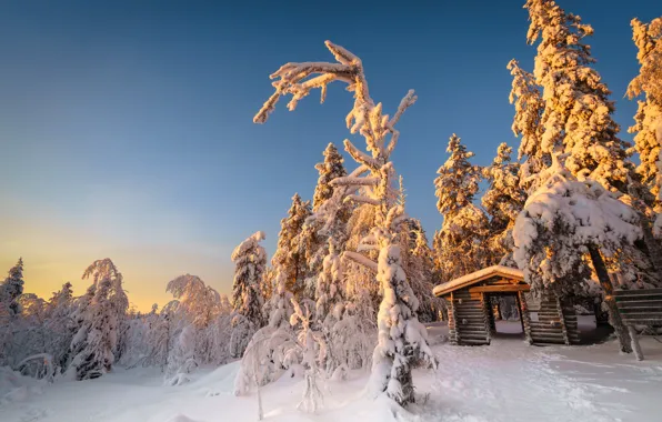 Зима, иней, лес, снег, деревья, природа, парк, избушка