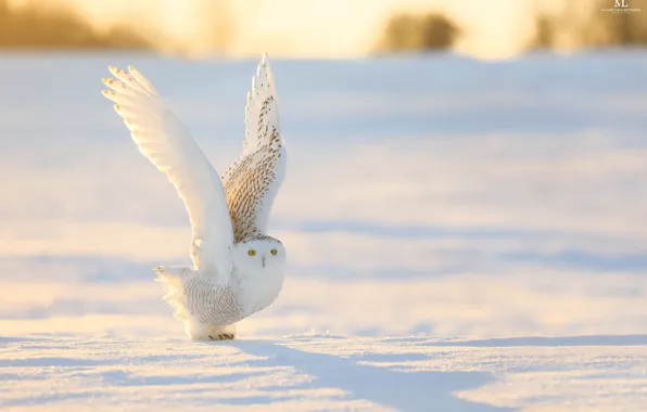 Картинка зима, снег, природа, сова, птица, крылья, белая