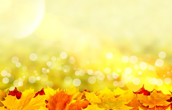 Картинка листья, солнце, лучи, colorful, autumn, leaves, осенние