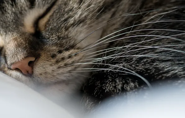 Cat, macro, sleep, nose
