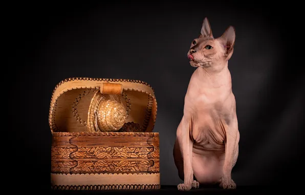 Кошка, кот, взгляд, поза, шляпа, шкатулка, мордашка, сфинкс