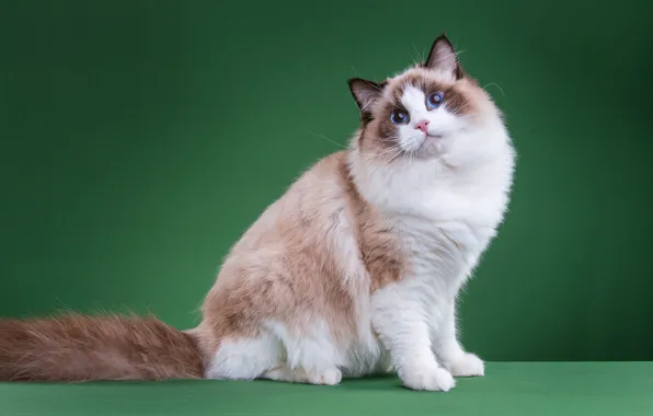 Кошка, кот, взгляд, поза, котенок, лапки, мордочка, милый