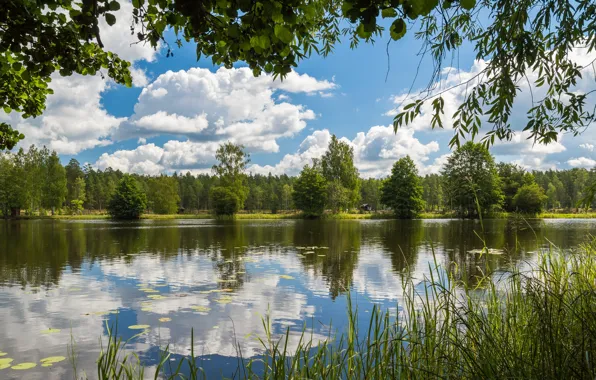 Forest, water, lake, camp