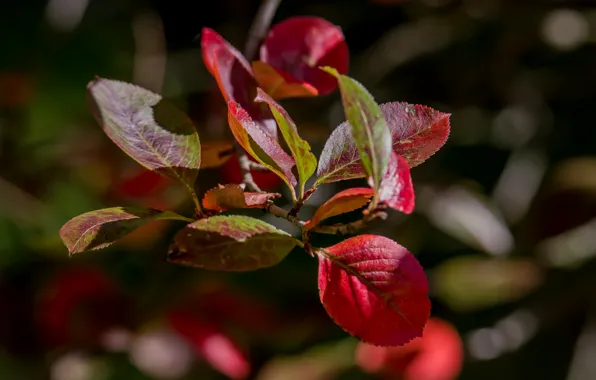 Nature, autumn, tree, bokeh effect