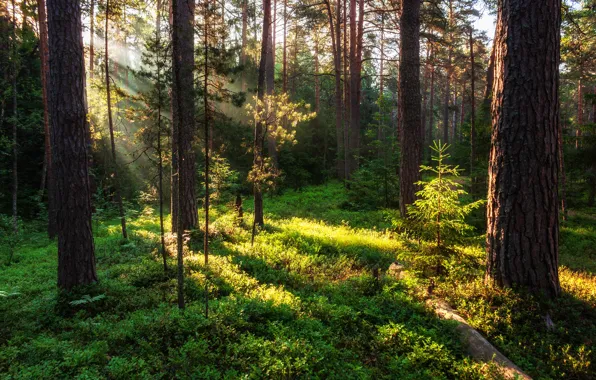 Картинка лес, лучи, свет, деревья, природа, растительность