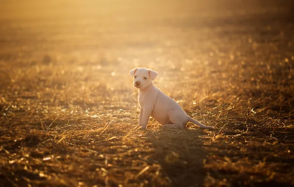 Картинка поле, свет, собака, щенок