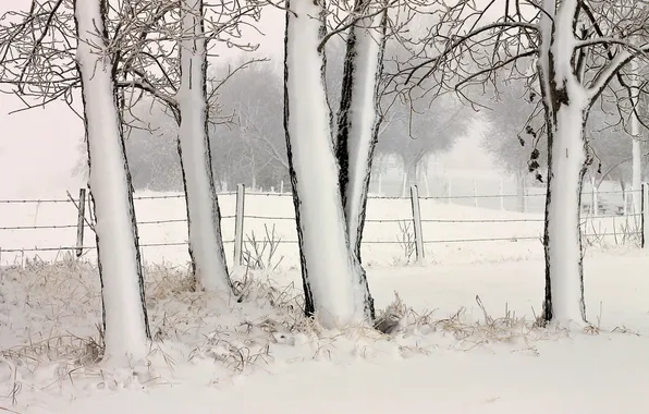 Зима, снег, деревья