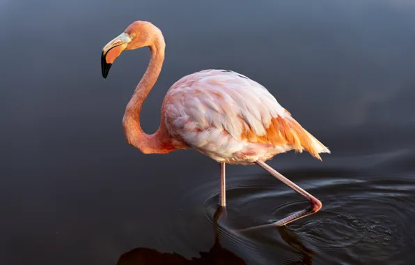 Bird, animal, wildlife, American flamingo