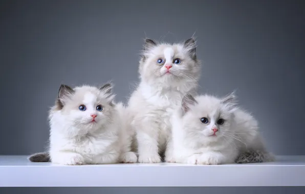 Взгляд, кошки, поза, котенок, котята, трио, милые, мордашки