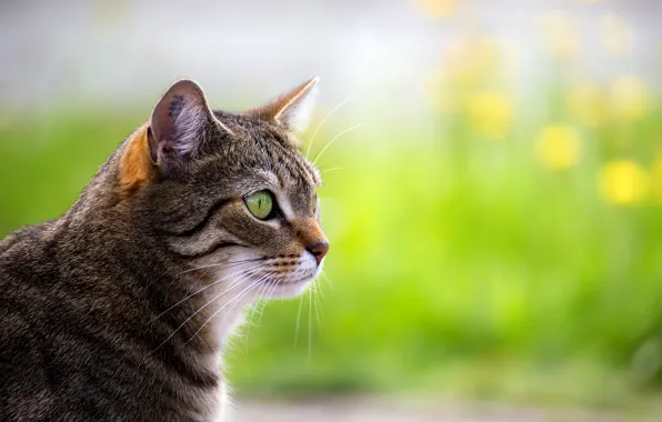 Картинка кот, взгляд, портрет
