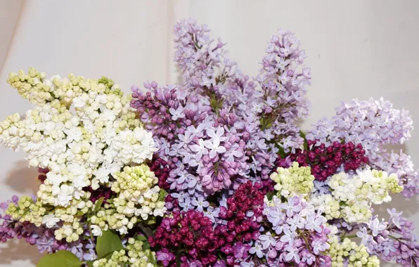 Bouquet, lilac, flowew