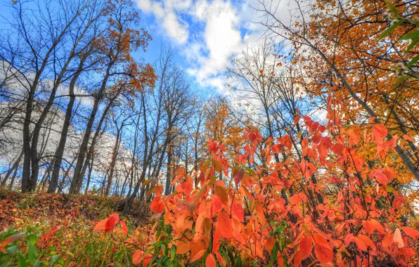 Картинка осень, небо, листья, облака, деревья