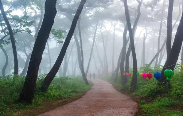 Деревья, туман, парк, trees, park, fog, 류재윤