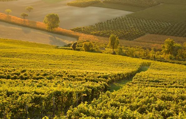 Italy, wine, morning, sunrise, dawn, Piemonte, red wine, vineyards