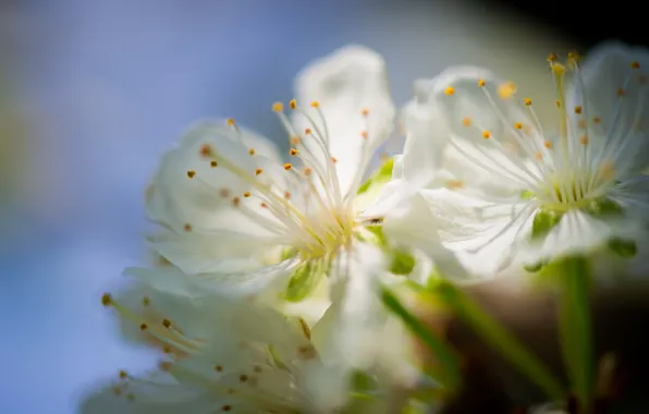 Макро, цветы, природа