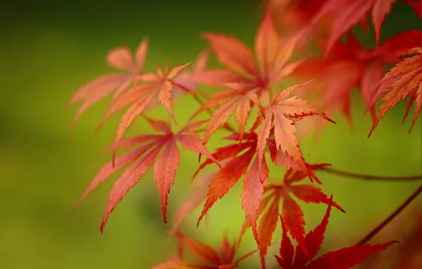 Листья, ветки, размытие, боке, клён японский
