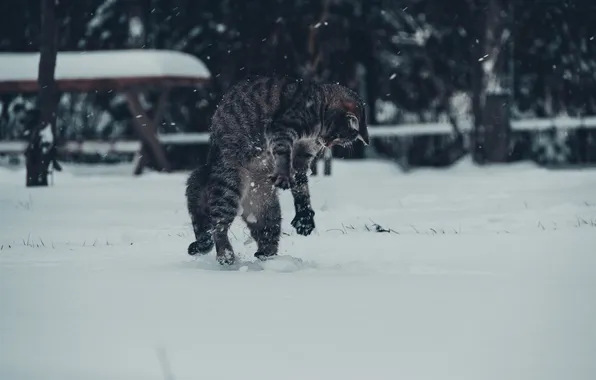 Зима, кот, снег, кошак, котяра