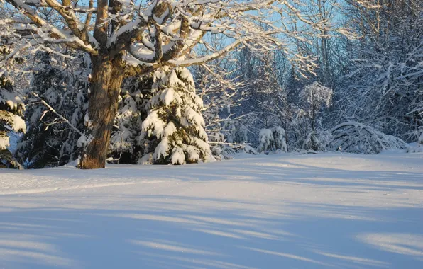 Картинка зима, лес, снег, деревья, Канада, Canada