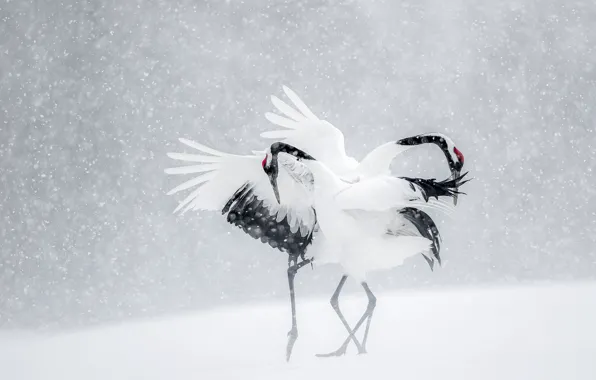 Картинка зима, снег, птицы, танец, Япония, журавли