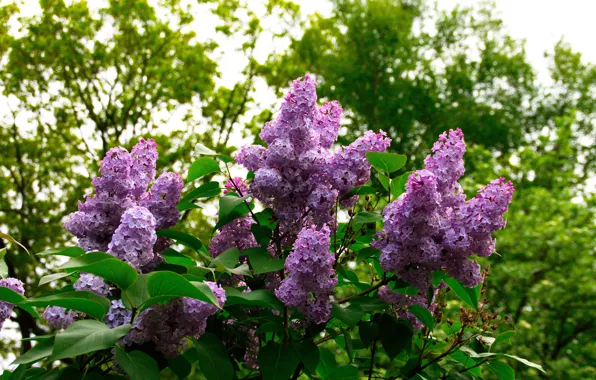 Картинка зелень, листья, цветы, ветки, природа, весна, цветение, кусты