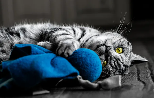 Картинка кошка, глаза, кот, серый фон