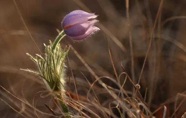 Цветы, природа, весна