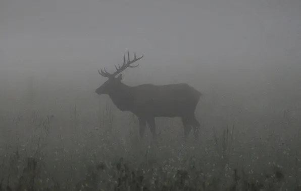 Misty, ghost, fog, darkness, elk