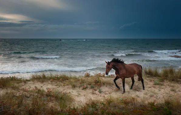 Море, природа, конь, берег, лошадь, прибой