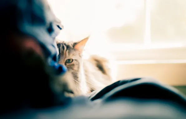Кошка, взгляд, фон