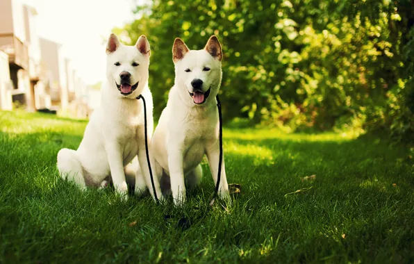Картинка трава, природа, собака, щенки, белая, white, dog, akita