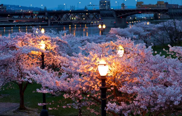 Картинка деревья, ночь, город, огни, парк, река, цвет, весна