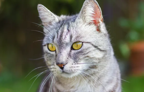 Кошка, кот, взгляд, морда, зеленый, серый, фон, портрет