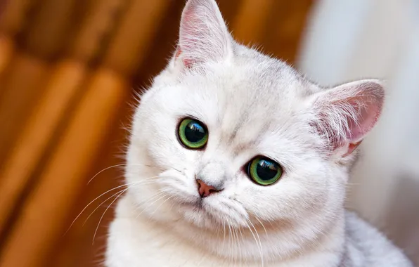 Кошка, белый, взгляд, поза, котенок, белая, оранжевый фон, мордашка