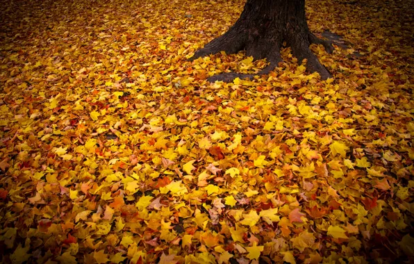 Картинка осень, листья, природа