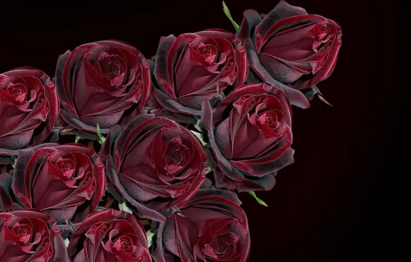 Roses, bunch, bouquette of roses