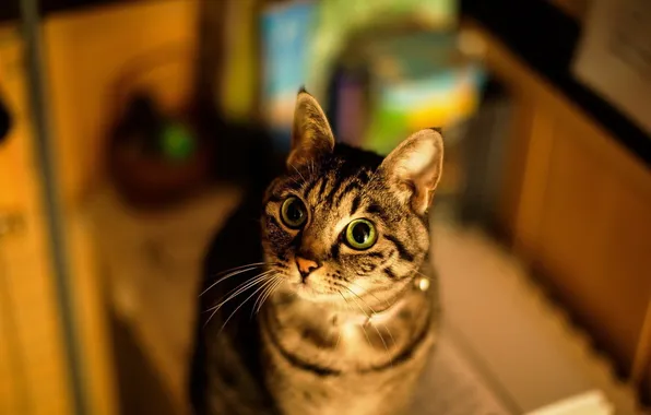 Картинка кошка, глаза, кот, уши