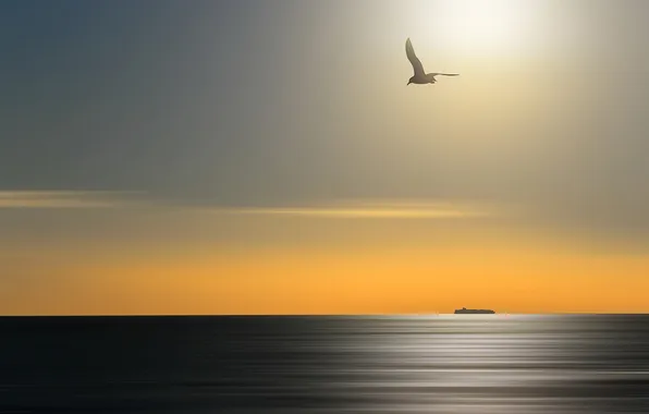 Картинка море, закат, птица